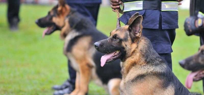 Do Dogs Truly Understand Your Commands? Expert Training Insights
