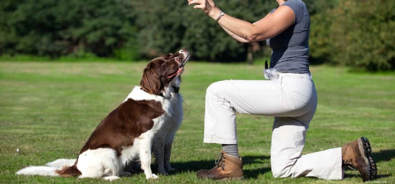 Do Dogs Truly Understand Your Commands? Expert Training Insights