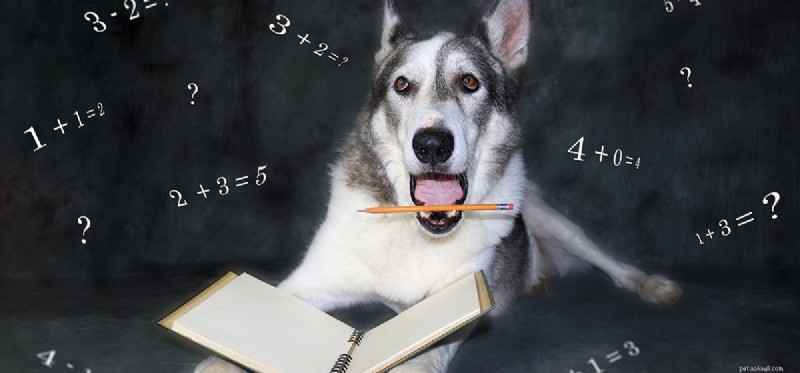 Do Dogs Truly Grasp Numbers? Exploring Canine Numerical Cognition