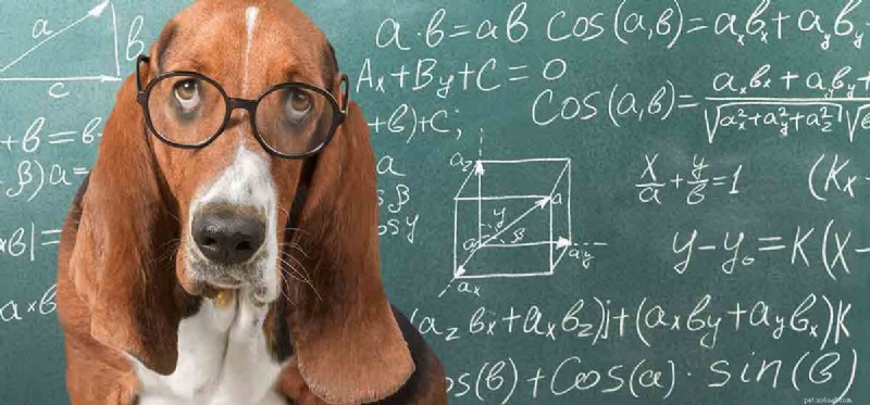 Do Dogs Truly Grasp Numbers? Exploring Canine Numerical Cognition