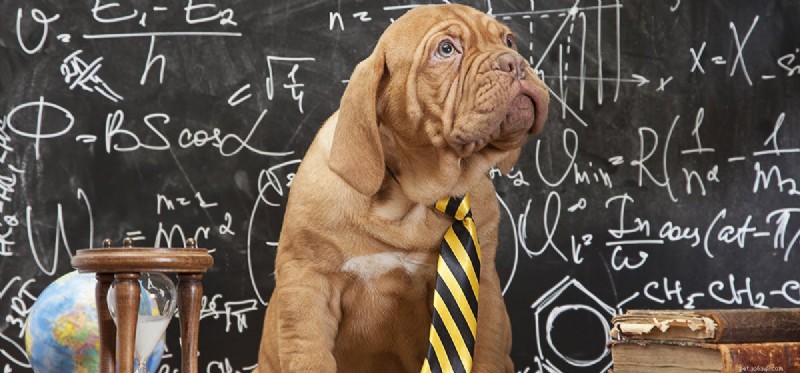 Do Dogs Truly Grasp Numbers? Exploring Canine Numerical Cognition