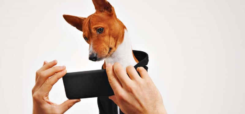 Do Dogs Truly Understand Images? Uncovering Their Visual Perception