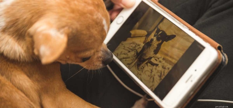 Do Dogs Truly Understand Images? Uncovering Their Visual Perception