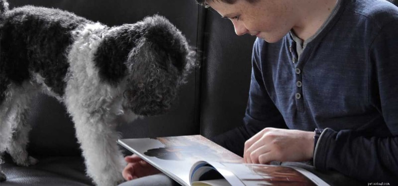 Do Dogs Truly Understand Images? Uncovering Their Visual Perception