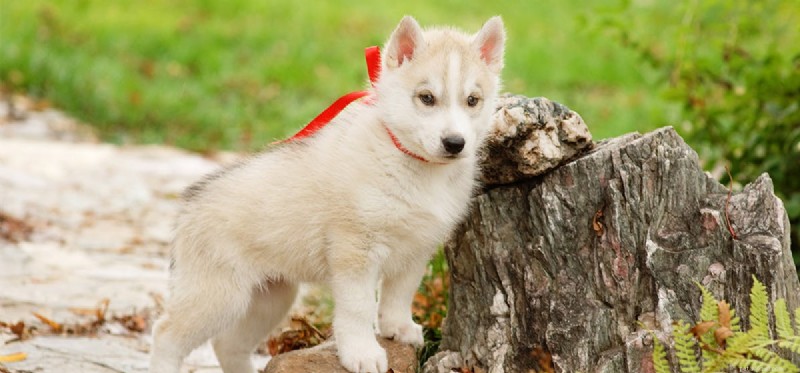 Can Dogs Truly Grasp Punishment? Insights for Effective Training