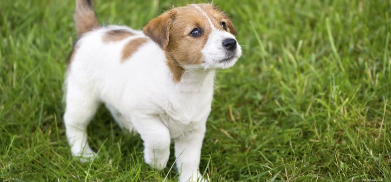 Can Dogs Truly Grasp Punishment? Insights for Effective Training