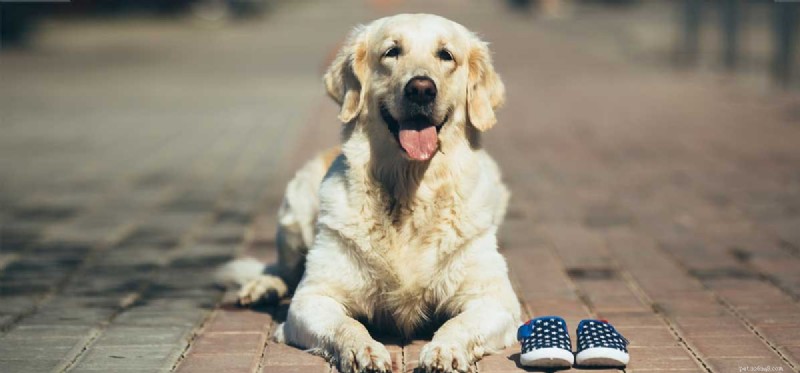 Do Dogs Perceive Time? Exploring Their Ability to Understand the Passage of Time