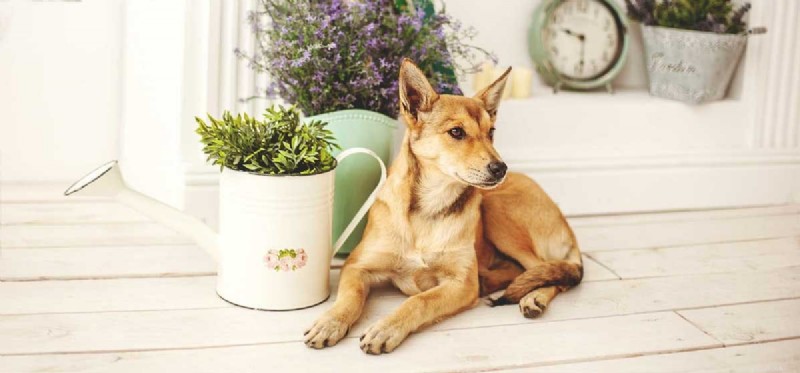 Do Dogs Perceive Time? Exploring Their Ability to Understand the Passage of Time