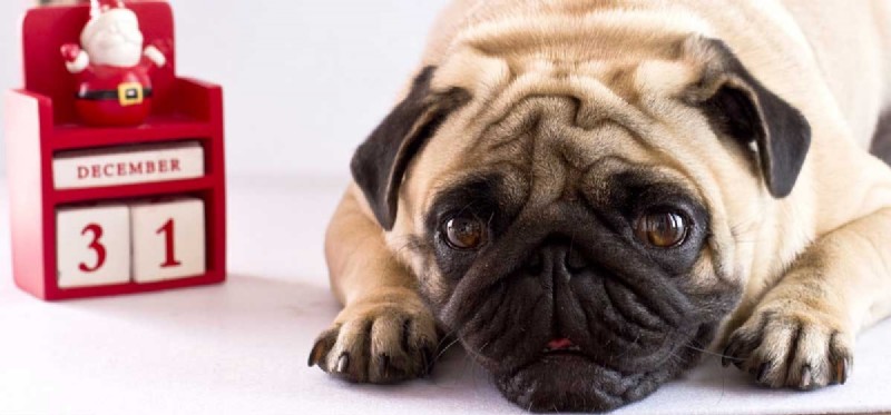 Do Dogs Perceive Time? Exploring Their Ability to Understand the Passage of Time