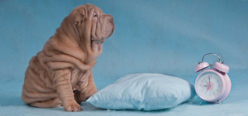 Do Dogs Perceive Time? Exploring Their Ability to Understand the Passage of Time
