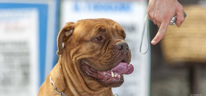 Do Dogs Truly Understand When You Point? The Science Behind Their Comprehension