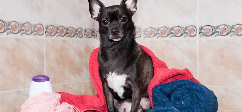 Can You Use Baby Shampoo on Dogs? A Veterinary Guide to Safe Grooming
