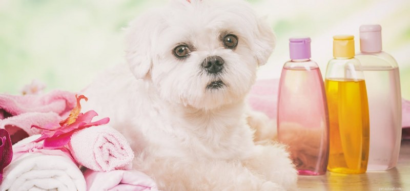 Can You Use Baby Shampoo on Dogs? A Veterinary Guide to Safe Grooming