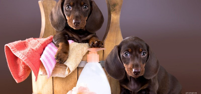Can You Use Baby Shampoo on Dogs? A Veterinary Guide to Safe Grooming