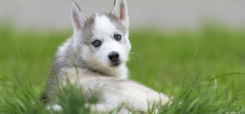 Is Visine Safe for Dogs? Expert Eye Care Advice