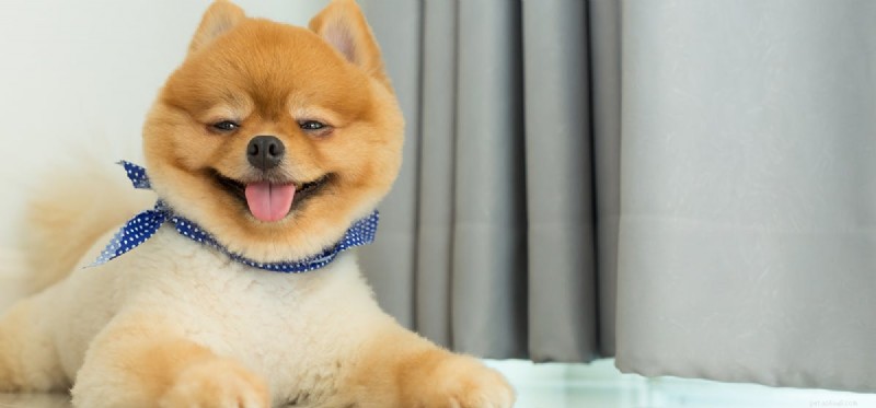 Is Visine Safe for Dogs? Expert Eye Care Advice