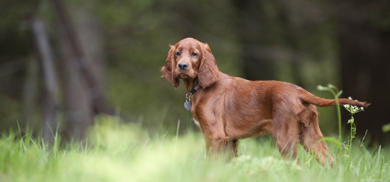 Do Dogs Walk Backwards? Understanding the Reasons and Training Tips