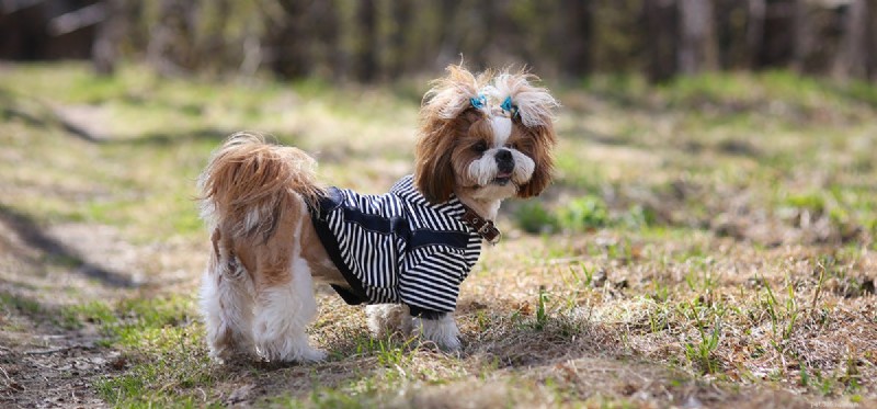 Do Dogs Walk Backwards? Understanding the Reasons and Training Tips