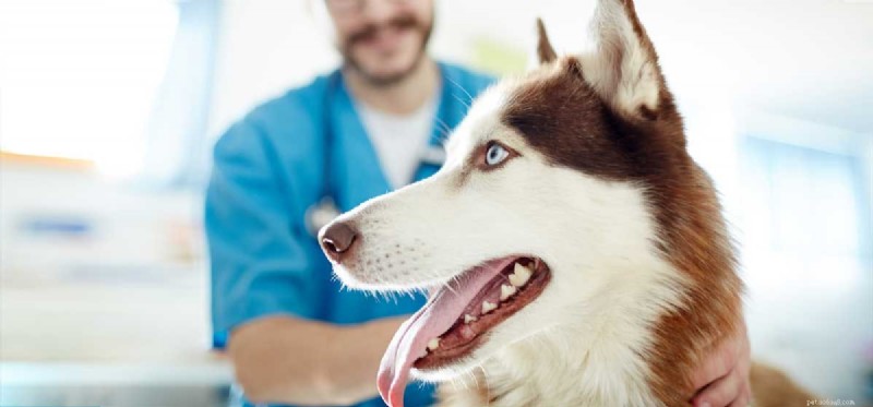Can Huskies Thrive in Hot Weather? Expert Guide to Keeping Your Siberian Husky Safe and Happy