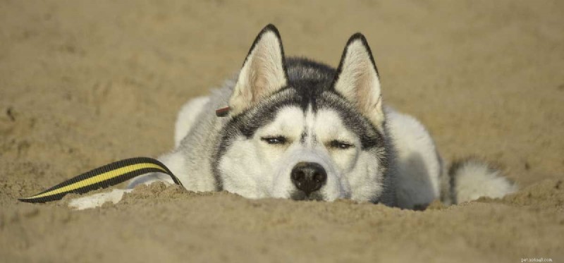 Can Huskies Thrive in Hot Weather? Expert Guide to Keeping Your Siberian Husky Safe and Happy