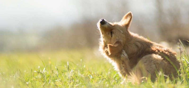 Is Benadryl Safe for Dogs? Vet‑Approved Guidance on Dosage and Usage