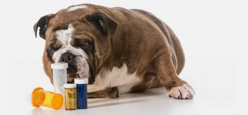 Is Benadryl Safe for Dogs? Vet‑Approved Guidance on Dosage and Usage