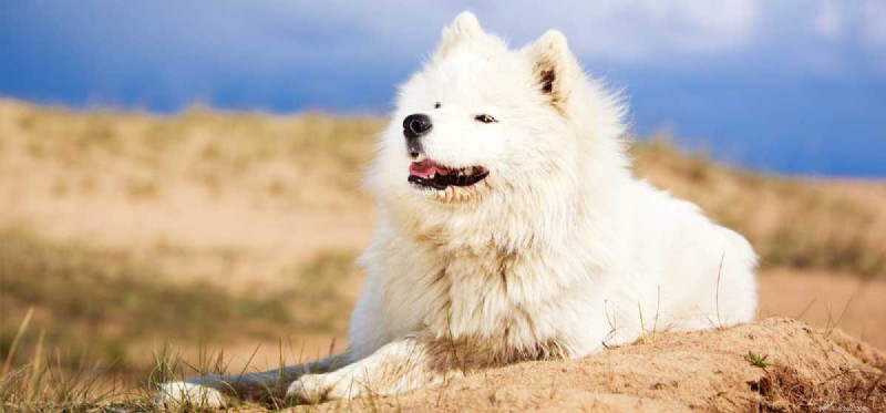 Can Samoyed Dogs Thrive in Hot Weather?