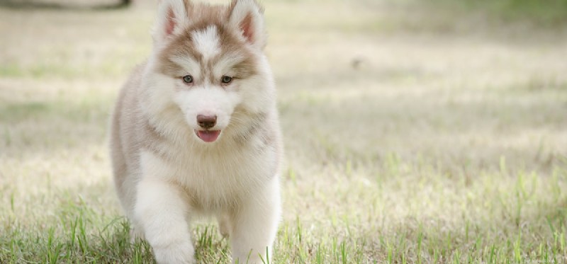 How Well Do Dogs Detect Fire Alarms?