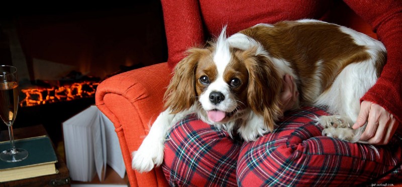 How Well Do Dogs Detect Fire Alarms?