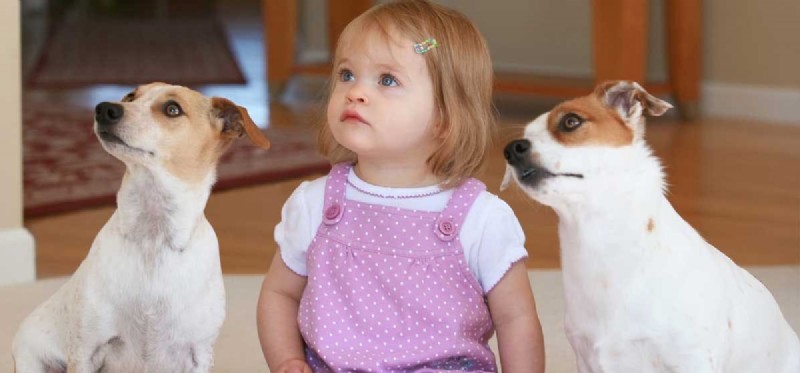 Do Dogs Truly Grasp Human Emotions? Discover the Science Behind Their Insight