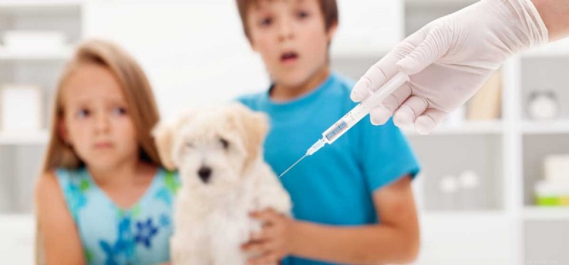 Do Dogs Truly Grasp Human Emotions? Discover the Science Behind Their Insight