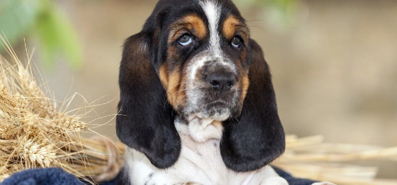 Do Dogs Truly Experience Empathy? Unveiling Their Emotional Connection