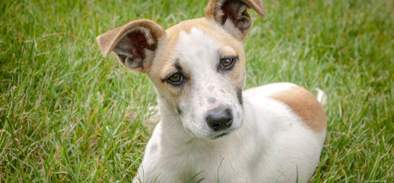 Do Dogs Truly Experience Empathy? Unveiling Their Emotional Connection