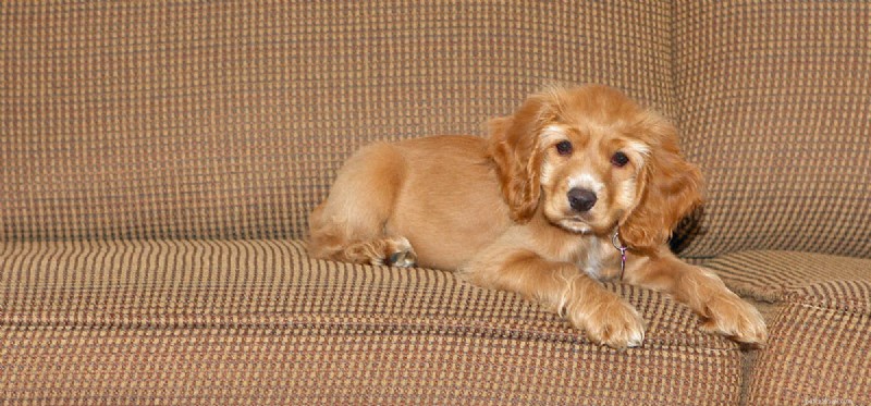 Do Dogs Truly Experience Empathy? Unveiling Their Emotional Connection