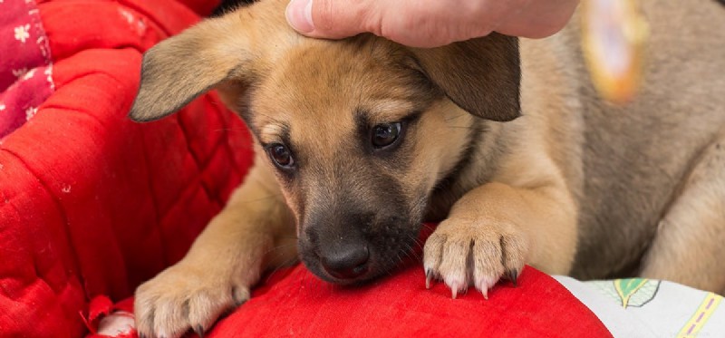 Do Dogs Truly Experience Empathy? Unveiling Their Emotional Connection