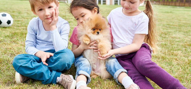 Do Dogs Experience a Sense of Belonging?