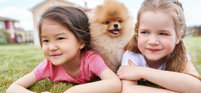 Do Dogs Experience a Sense of Belonging?