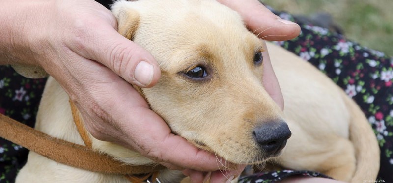 Do Dogs Experience a Sense of Belonging?