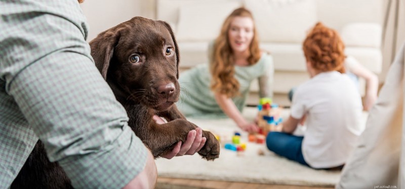 Do Dogs Experience a Sense of Belonging?