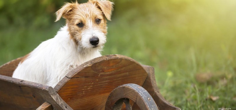 Do Dogs Think Logically? Unveiling Their Cognitive Abilities