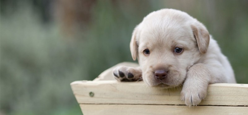 Do Dogs Think Logically? Unveiling Their Cognitive Abilities