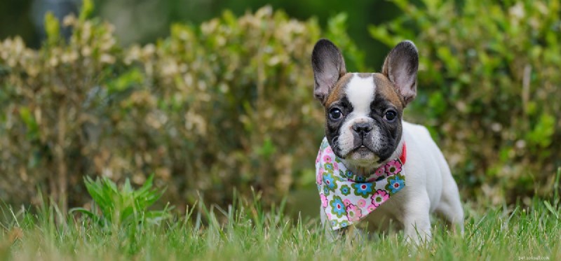 Do Dogs Think Logically? Unveiling Their Cognitive Abilities