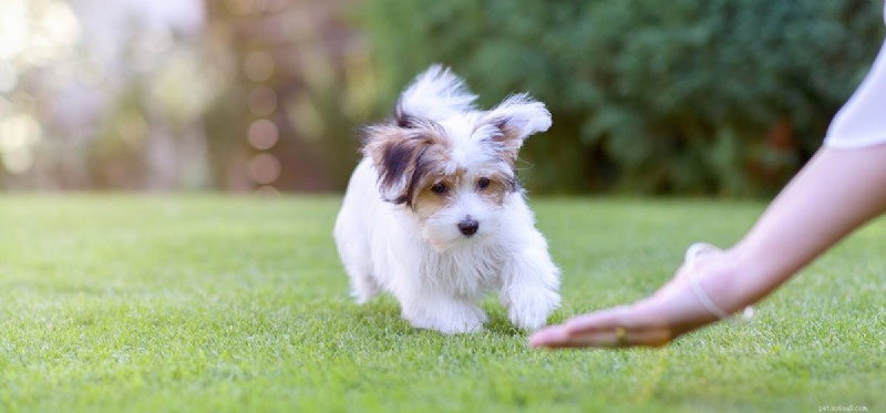 Do Dogs Think Logically? Unveiling Their Cognitive Abilities