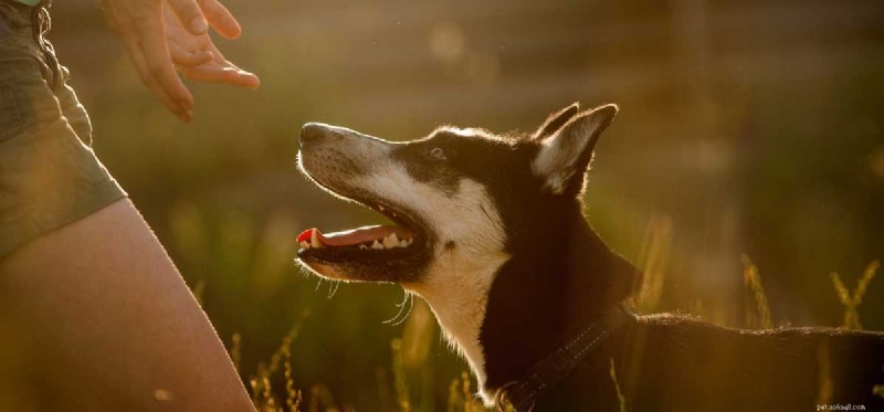 Do Dogs Really Grasp Cause and Effect? Insights for Better Training