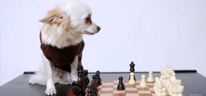 Do Dogs Really Grasp Cause and Effect? Insights for Better Training