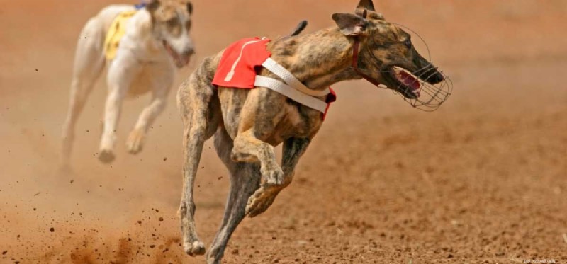 Discover the Record-Breaking Speed of Dogs: Top Breeds & Their Amazing Running Capabilities