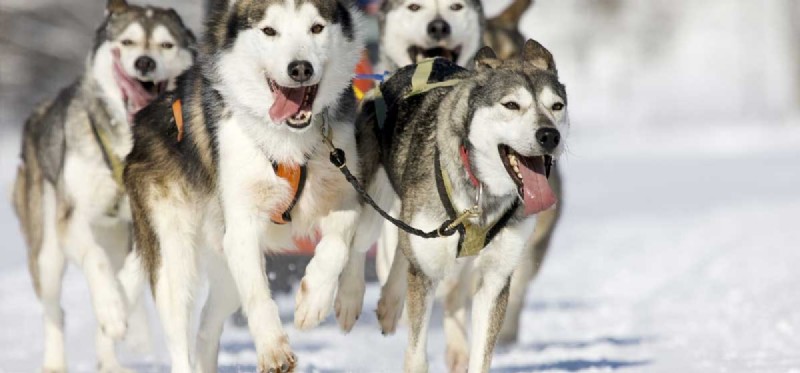 Discover the Record-Breaking Speed of Dogs: Top Breeds & Their Amazing Running Capabilities