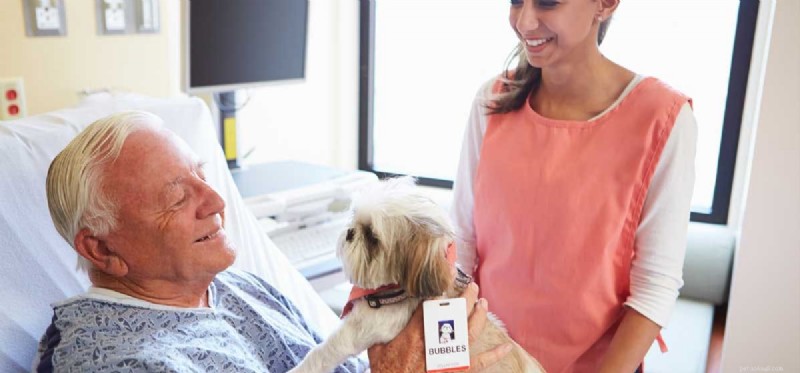 Does Your Dog Have Natural Healing Powers?