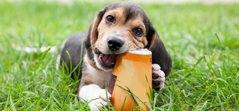 Stop Your Dog s Destructive Behavior: Proven Tips to Protect Your Home