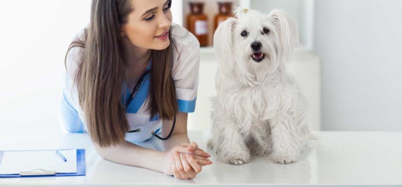 Does Your Dog Have Natural Healing Powers?
